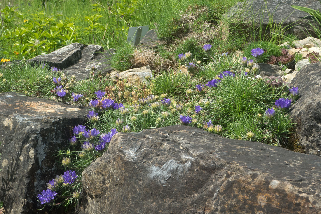 edraianthus_graminifolius_wuchsort_P5271977