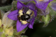 andrena_bicolor_edraianthus_18_0338