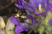 andrena_bicolor_f_edraianthus_18_0341