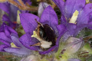 andrena_curvungula_edraianthus_18_0345