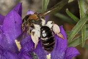 andrena_curvungula_edraianthus_18_0352
