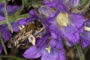 andrena_curvungula_edraianthus_18_0358