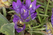 anthidium_oblongatum_edraianthus_18_0393