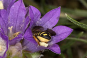 anthidium_oblongatum_edraianthus_18_0408