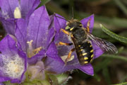 anthidium_oblongatum_edraianthus_18_0409