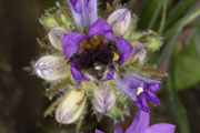 bombus_hypnorum_edraianthus_18_0379