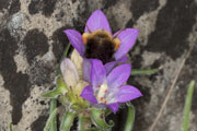 bombus_pratorum_edraianthus_18_0367