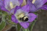 chelostoma_rapunculi_edraianthus_18_0290