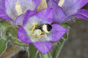 chelostoma_rapunculi_edraianthus_18_0292
