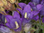 edraianthus_graminifolius_18_0285