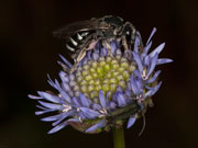 lasioglossum_costulatum_jasione_2007_5865