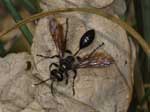 isodontia_mexicana_09A_6146_fs