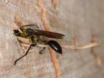 isodontia_mexicana_09A_6176_fs