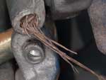 isodontia_mexicana_09A_6178