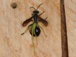isodontia_mexicana_09A_6190_fs