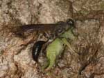 isodontia_mexicana_09A_6195_fs