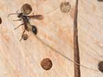 isodontia_mexicana_09A_6199_fs