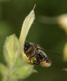 Megachile ligniseca