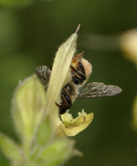 Megachile ligniseca