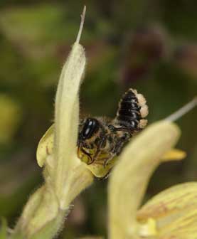 Megachile ligniseca