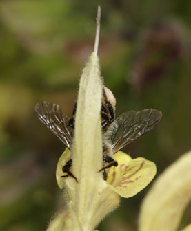 Megachile ligniseca