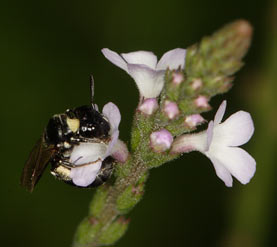 Ceratina cucurbitina - Weibchen an Verbena officinalis