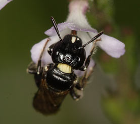 Ceratina cucurbitina - Weibchen an Verbena officinalis