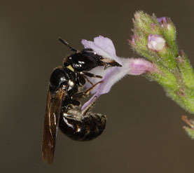 Ceratina cucurbitina - Weibchen an Verbena officinalis