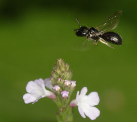 Ceratina cucurbitina - Weibchen im Flug