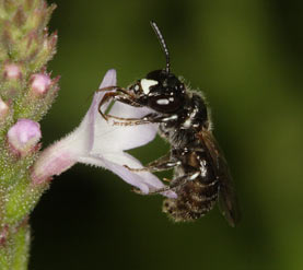 Ceratina cucurbitina - Männchen auf Verbena officinalis