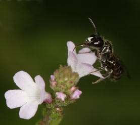 Ceratina cucurbitina - Männchen auf Verbena officinalis