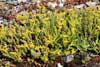 Scharfer Mauerpfeffer (Sedum acre)