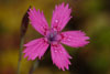 Heide-Nelke (Dianthus deltoides)