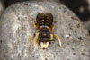 anthidium_oblongatum_09A_3112_fs