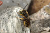 anthidium_oblongatum_09A_3118_fs