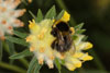 bombus_hortorum_09A_3102_fs