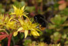 bombus_lapidarius_09A_3103_fs