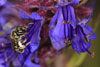 halictus_tumulorum_09_5270_fs