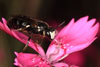 hylaeus_nigritus_09_4899_fs