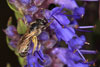 lasioglossum_malachurum_09_5266_fs
