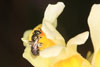 lasioglossum_nitidulum_09_5275_fs
