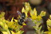 megachile_rotundata_09A_3107_fs
