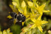 megachile_rotundata_09A_3120_fs