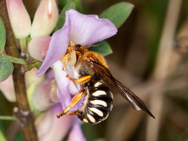 Anthidium septemdentatum
