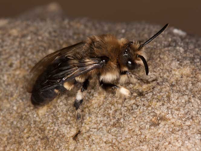 Melecta albifrons