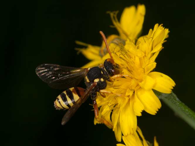 Nomada fucata Weibchen