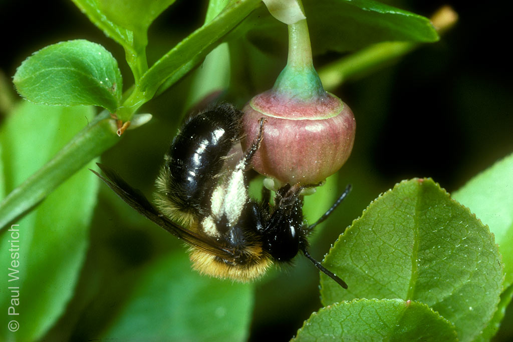 Andrena lapponica
