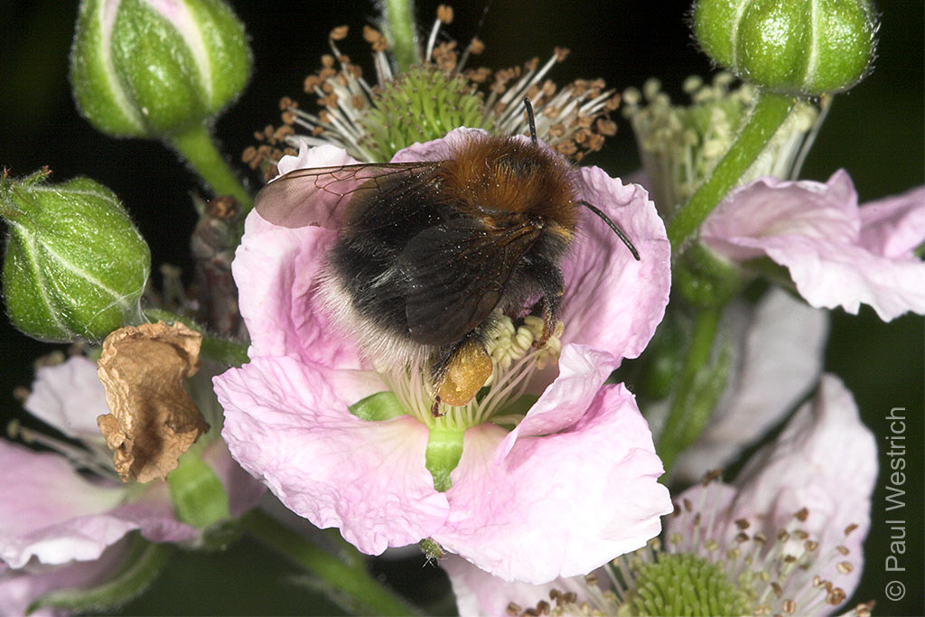 Bombus hypnorum an Brombeere