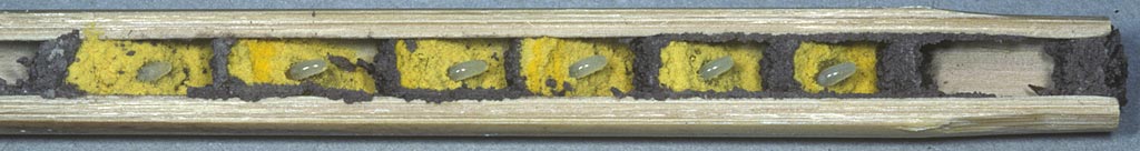 Osmia bicornis - Nest in Bambusrohr