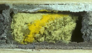 Lasioglossum albocinctum